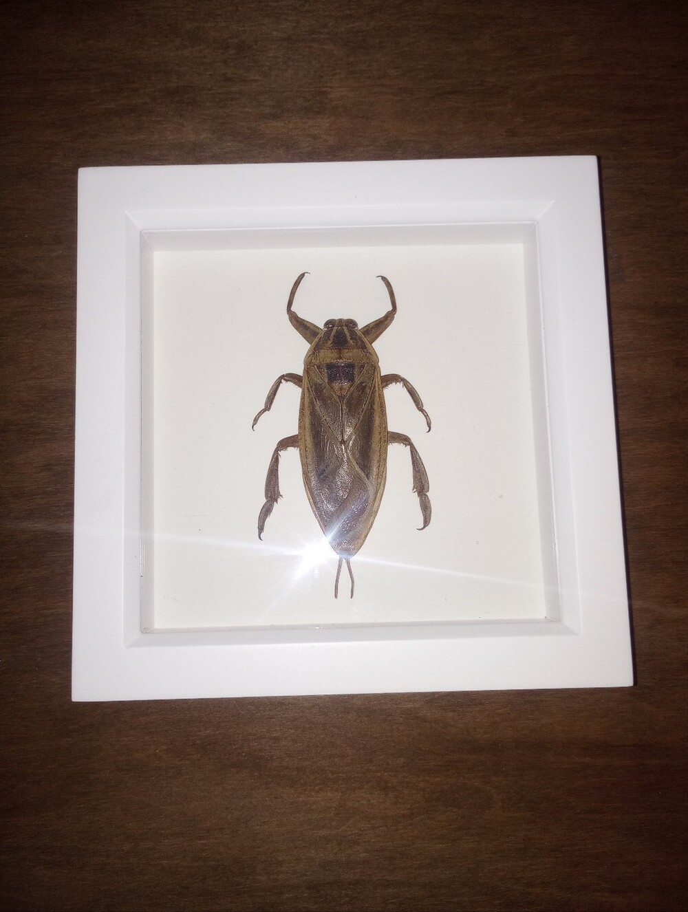 Framed Giant Water Bug Display - Natural Specimen